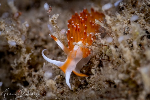 Image of Sakuraeolis nungunoides