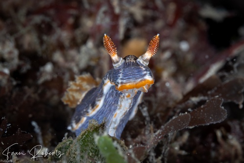 Image of Chromodoris sp. 1