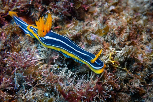 Image of Chromodoris kuiteri