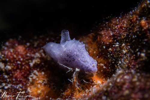 Image of Sponges Various