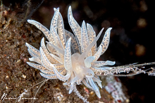 Image of Phyllodesmium iriomotense