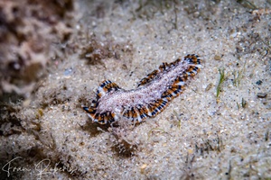 Image of Pseudoceros sp. 02