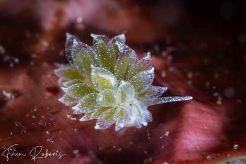 Image of Ercolania sp. 2