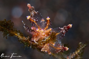 Image of Eubranchus sp. 5