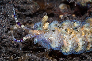 Image of Pteraeolidia semperi