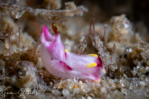 Image of Philinopsis falciphallus