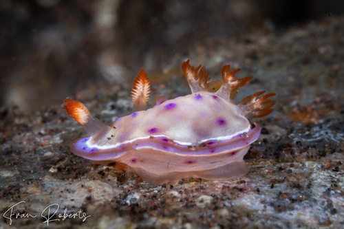 Image of Hexabranchus lacer