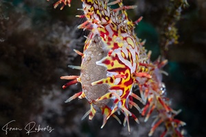Image of Solenostomus paradoxus