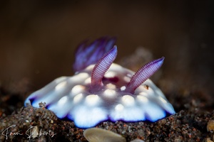 Image of Goniobranchus hintuanensis