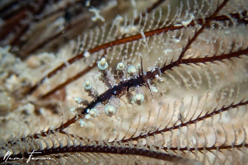 Image of Eubranchus sp. 2