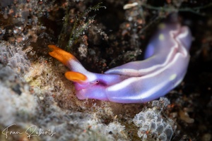 Image of Thuridilla albopustulosa