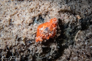 Image of Unidentified Snail sp. 2