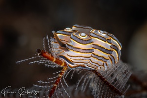 Image of Doto greenamyeri