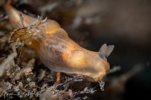 Image of Gymnodoris sp. (various)
