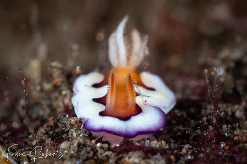 Image of Goniobranchus coi