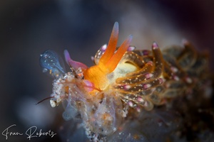 Image of Tenellia sp. 9