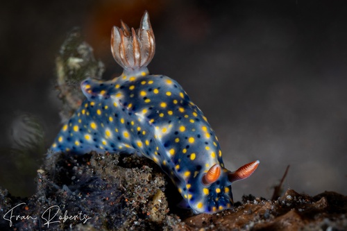 Image of Hypselodoris roo
