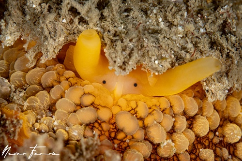 Image of Umbraculum umbraculum