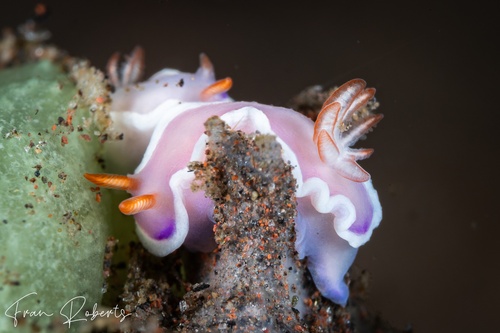 Image of Thorunna halourga