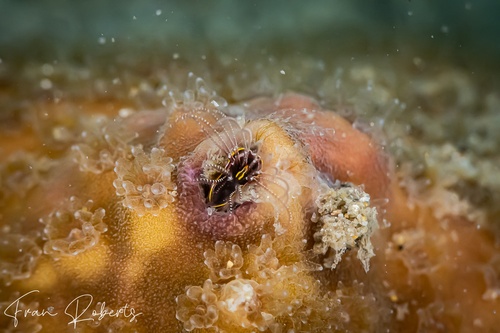 Image of Hard Corals Various