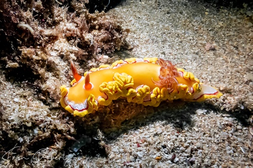 Image of Ardeadoris rubroannulata