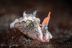 Image of Sagaminopteron psychedelicum