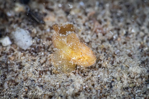 Image of Taenianotus triancanthus