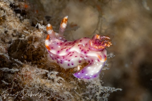 Image of Thorunna sp. 1