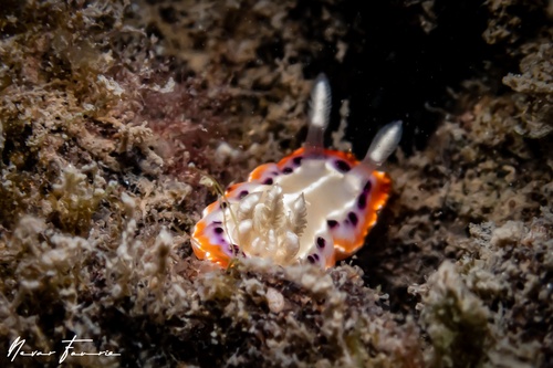 Image of Goniobranchus setoensis