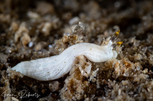 Image of Dermatobranchus sp. 1