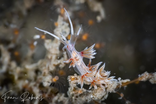 Image of Cratena lineata