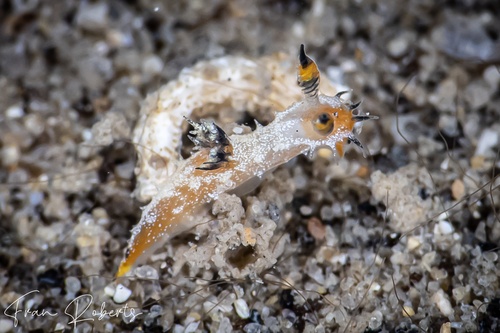 Image of Polycera sp. 1