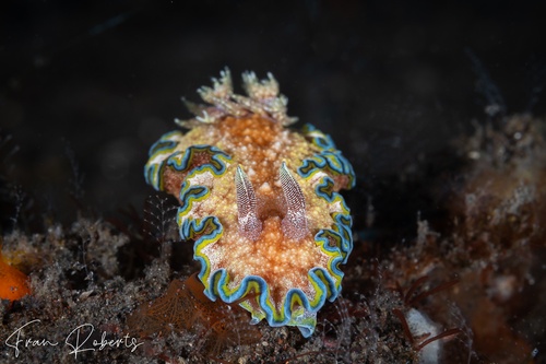 Image of Glossodoris cincta