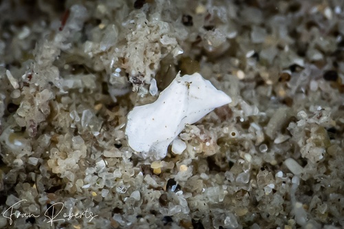 Image of Niparaya sp. 1