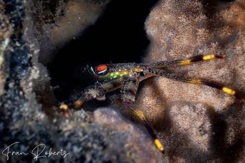 Image of Percnon planissimum