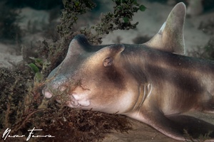 Image of Heterodontus galeatus