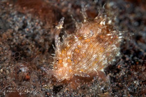Image of Stylocheilus striatus