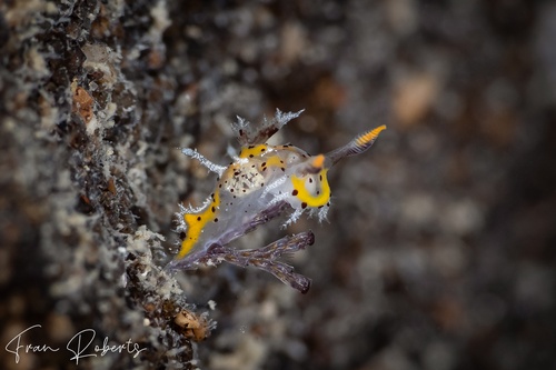 Image of Plocamopherus tilesii