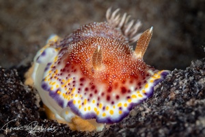 Image of Goniobranchus collingwoodi