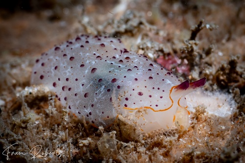 Image of Pleurobranchus peronii