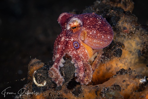 Image of Amphioctopus mototi