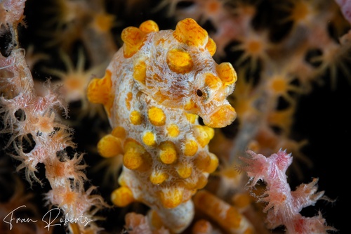 Image of Hippocampus bargibanti