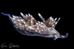 Image of Godiva sp. 1