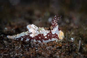 Image of Murphydoris adjusta