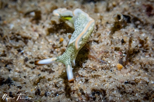 Image of Thuridilla carlsoni