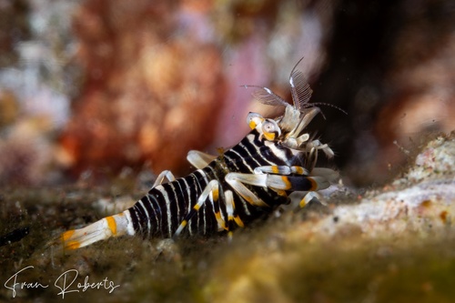 Image of Gnathophyllum americanum