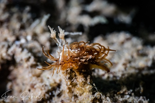 Image of Madrella ferruginosa