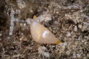 Image of Gymnodoris sp. 17