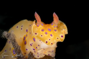 Image of Ceratosoma brevicaudatum