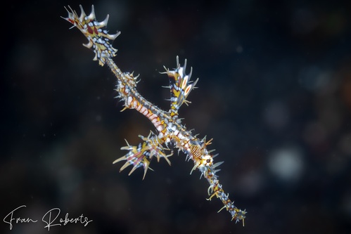 Image of Solenostomus paradoxus